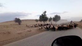 بازگشت گوسفندان چراگاه بیجار