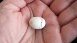 Budgie hatching به دنیا اومدن یک جوجه