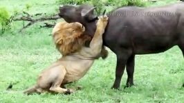 بوفالو های دیونهحمله بوفالوها به یک شیر
