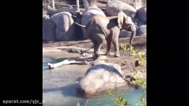 نبرد دیدنی فیل یک غاز سماجت غاز انتقام گیری برای هر حرکت فیل