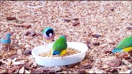 Stunning Lady Gouldian Finches feeding