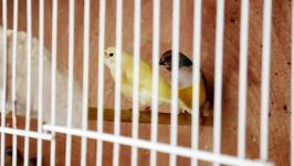 Gouldian Finch Babies Getting Their Adult Colours  Adorable