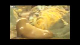 خشم شیر دریایی بعد گرفتار شدن تصادفی در تور صیادان