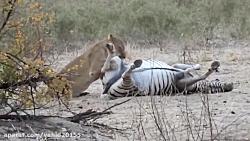 شکار گورخر توسط شیرها در حیات وحش