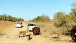شکار حیوانات حیات وحش توسط شیرها