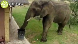 جمع آوری زباله توسط فیل در پارک ملی