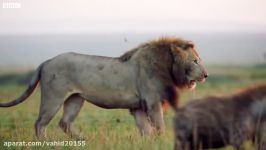 جنگ نبرد گروهی کفتارها شیر تنها در حیات وحش