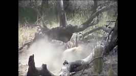 شکار گوزن بزرگ توسط ببر