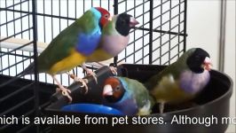 Lady Gouldian finches dietary needs