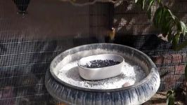 Gouldians eating eggshell and charcoal