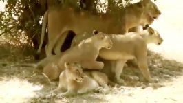 حیات وحش، حمله تماشایی شیرها به زرافه غول پیکر