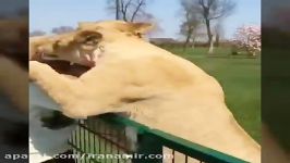 واکنش شیرها به کسی قبلا مسوول نگهداریشون بوده.