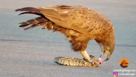 Snake Eagle Ripping Snake Apart As it Tries to Escape