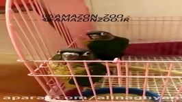 جوجه گرینچک یلو ساید ردفکتو  amazonzoo