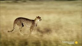 حیات وحش، حمله چیتا به کفتار برای نجات جان توله ها