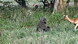 زنده زنده پوست کندن خوردن یک غزال کوچک توسط میمون در مقابل مادرش