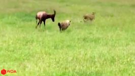 حیات وحش، نجات جالب یک گوزن توسط کفتار بین دندانهای 5 چیتا