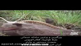 دلبری کردن جالب پرنده مشهور استرالیایی پرنده ماده