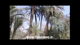 باغ گلشن طبس an tabas Golshan Garden