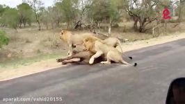 شکار بوفالو توسط گروهی شیرها در حیات وحش