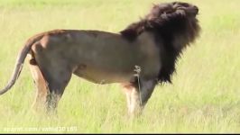 شکار توله کفتار توسط شیرها در حیات وحش