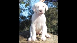 Pure Dogo Argentino Puppies  Machete x Prada Jan 2019