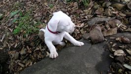 Pure Dogo Argentino Female Puppies  Mambo x Nina Feb 2019