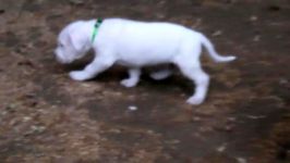 Pure Dogo Argentino Male Puppies  Machete x Eva  May 2019