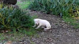 Pure Dogo Argentino Puppies  Mambo x Sparta Feb 2019