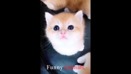 بچه گربه ها توله سگ ها  گربه ها سگ های ناز  FunnyVines