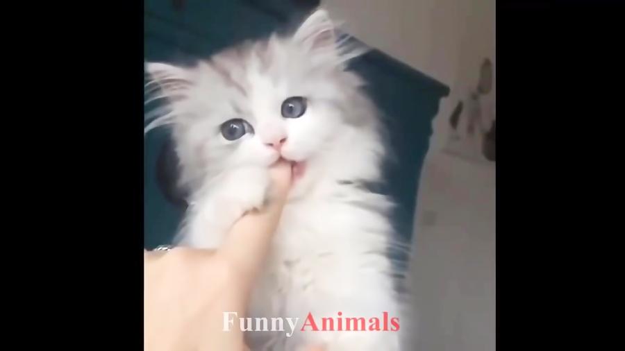 گربه بچه گربه خنده دار تالیف  FunnyVines
