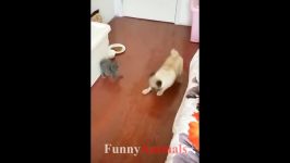 خنده دار گربه ناز بچه گربه ها ویدیو 2018  FunnyVines