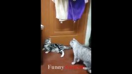 عجیب غریب خنده دار تدوین فیلم گربه بچه گربه ها همیشه  FunnyVines