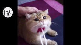 بچه گربه های ناز گربه ها خنده دار ویدیو  FunnyVines