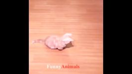 فیلم های بچه گربه های ناز  خنده دار ناز KITTEN Compilation 2018