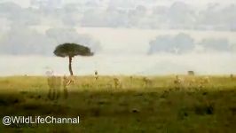 شکار غزال یوزپلنگ های آفریقا شکار حیوانات