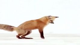صحنه آهسته پرش روباه در برف برای شکار شکار حیوانات