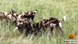 زنده دریده شدن گوساله بوفالو توسط سگ های وحشی در حضور مادرش