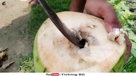 Fish Trap  Boy Catching Catfish Using Green Coconut  Traditional Fishing