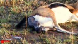 Cheetah Hunting Newborn Baby Springbok  Springbok Giving Birth