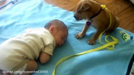 Sleepy Puppy falls asleep on baby