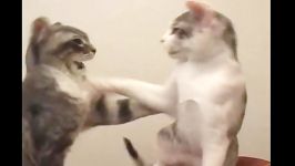 Cat Gladiators