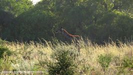 تور سافاری پارک ملی کروگِر آفریقای جنوبی