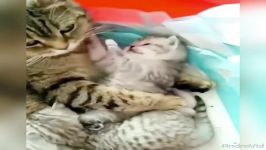 فروش بچه گربه چینچیلا اسکاتیش ۰۹۱۲۱۲۳۷۱۵۳