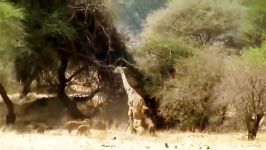 حمله گروهی شیرها به زرافه در حیات وحش