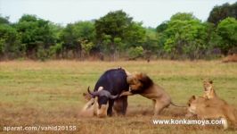 شکار بوفالو توسط گروهی شیرها در حیات وحش