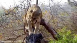 جنگ نبرد شیرها حیوانات حیات وحش
