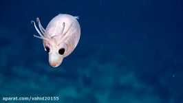 کشف موجودی ناشناخته عجیب به نام Piglet Squid