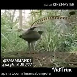 عجیب ترین پرنده دنیا صدای جادویی این پرنده حیرت زده میشوید