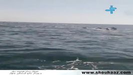دلفین خلیج گواتر چابهار